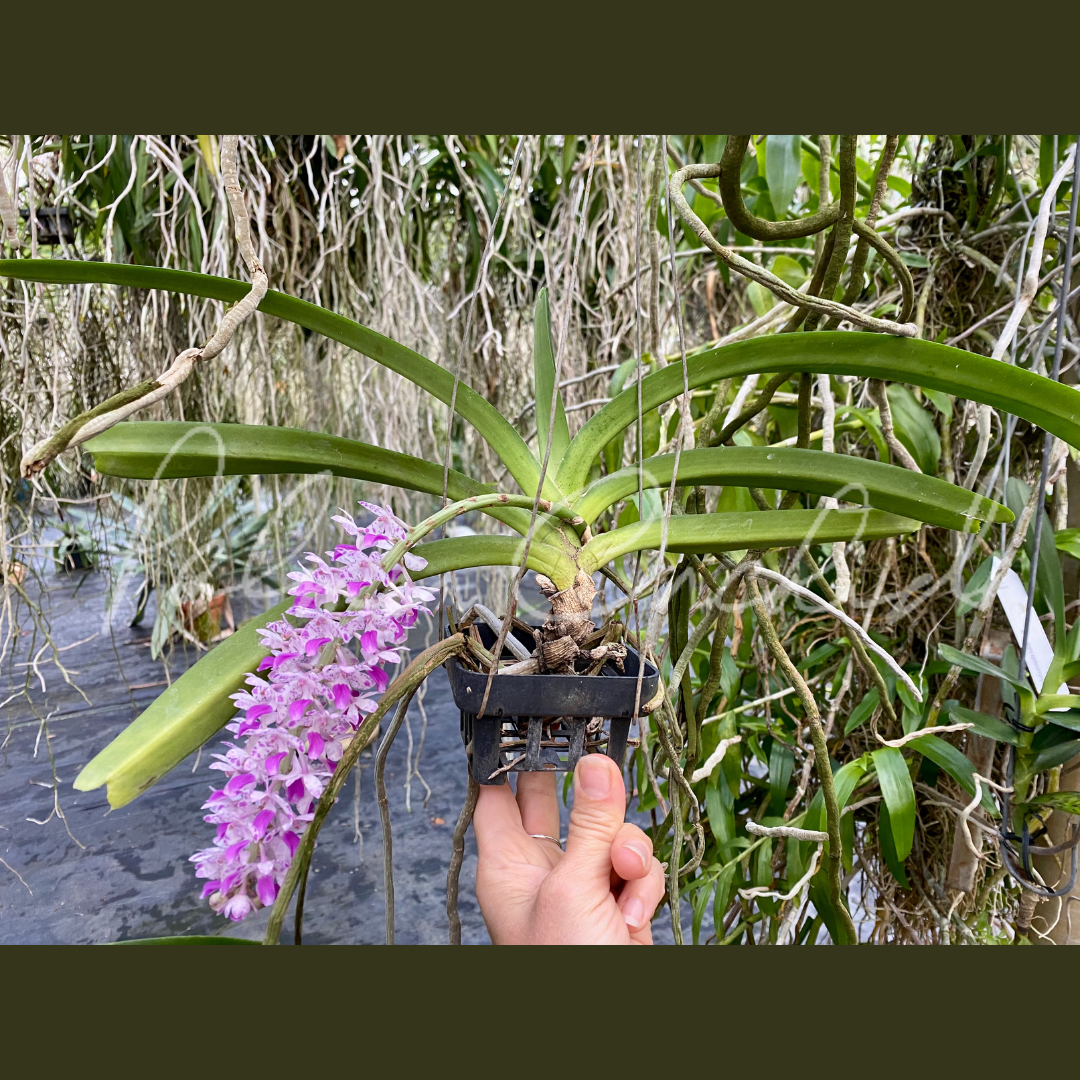 Rhy. 洋蘭 retusa 原種 - 仙台洋ラン園 Rhynchostylis Yahoo